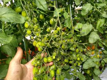 Tomate