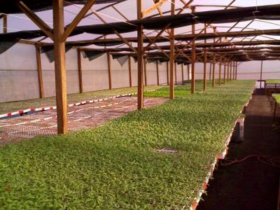 plantas